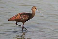 White-faced Ibis